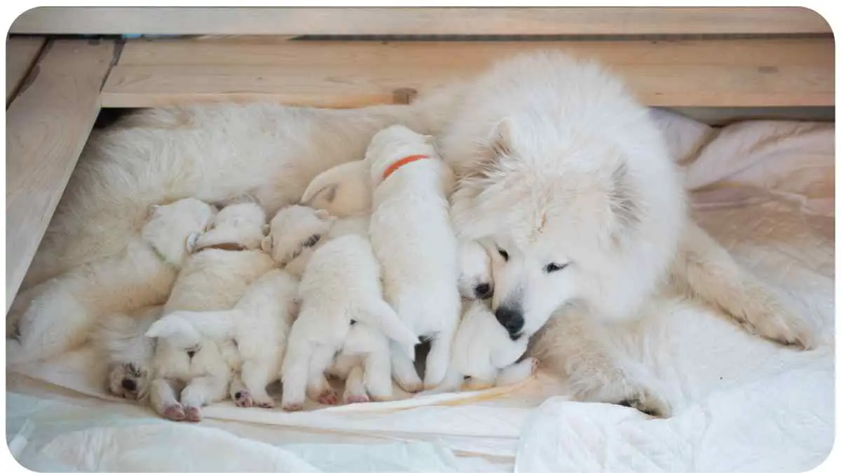 A dog with puppies