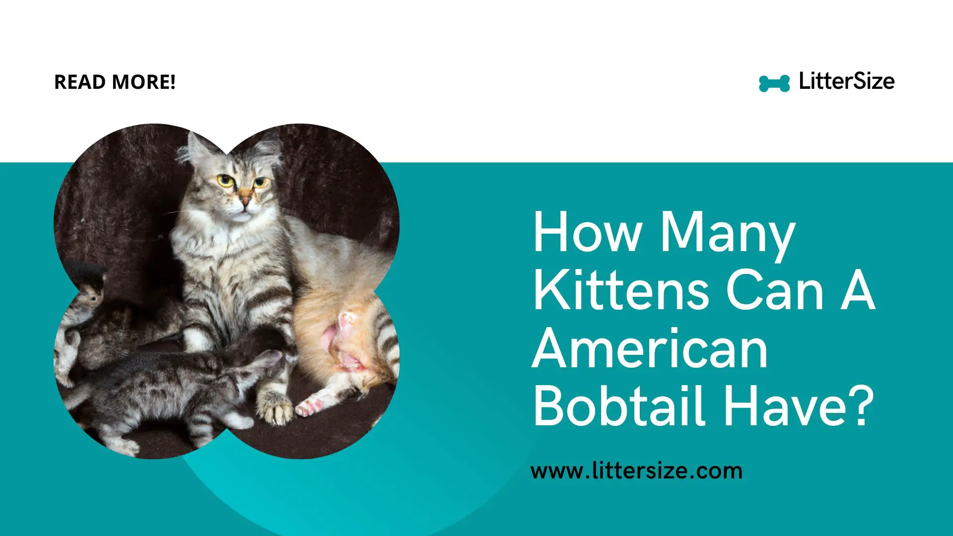 How Many Kittens Can A American Bobtail Have?