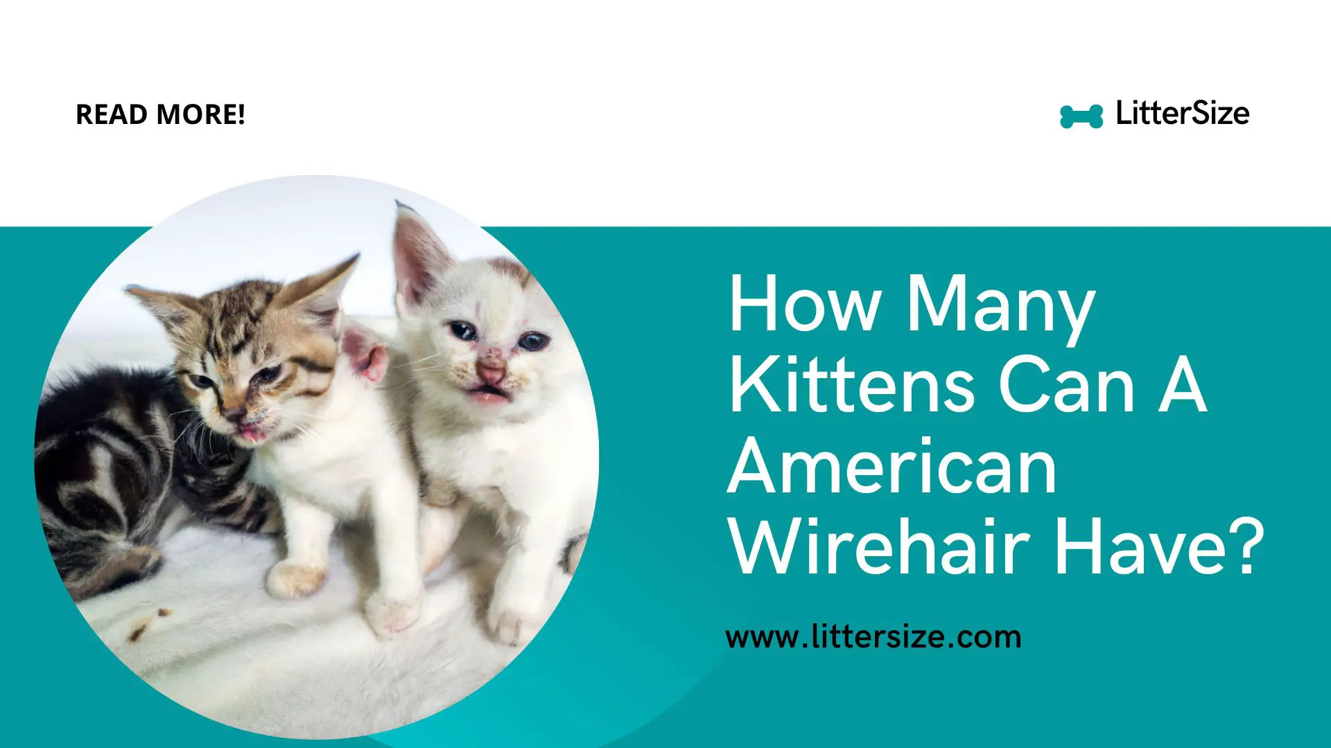 How Many Kittens Can A American Wirehair Have?