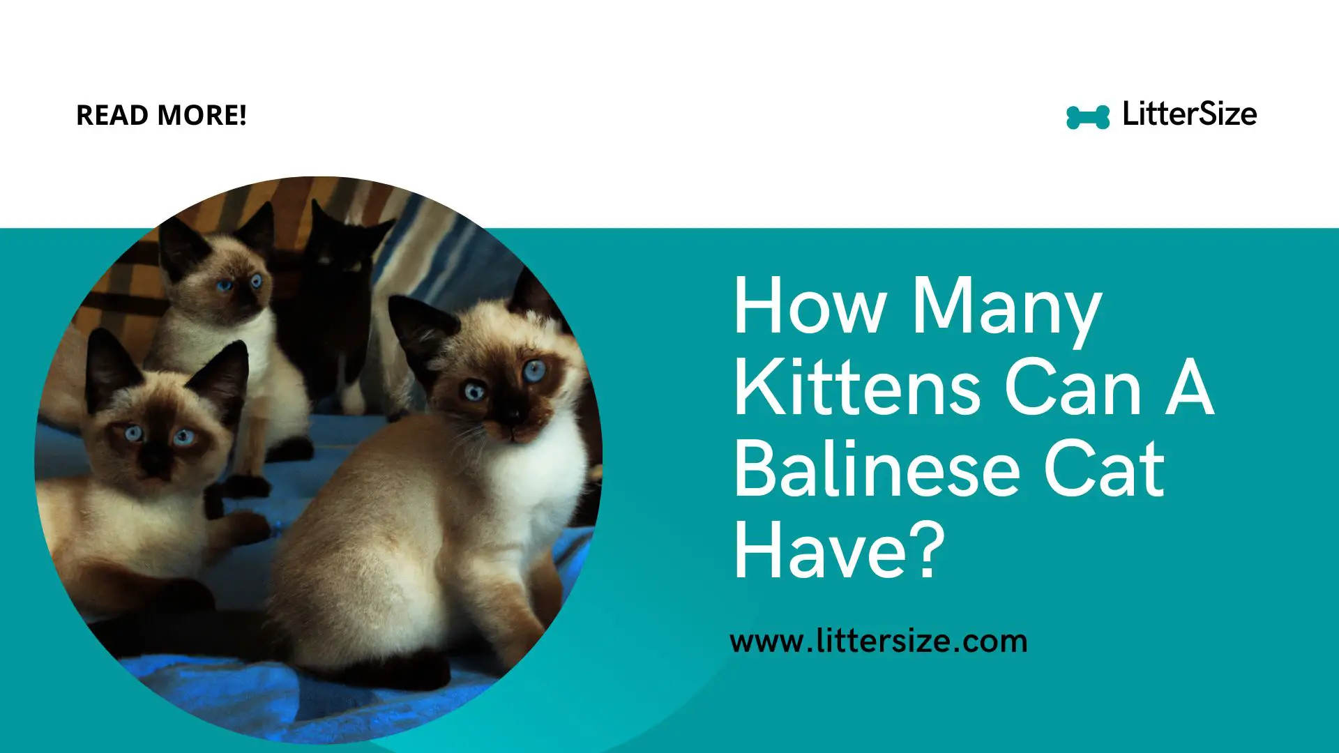 How Many Kittens Can A Balinese Cat Have?