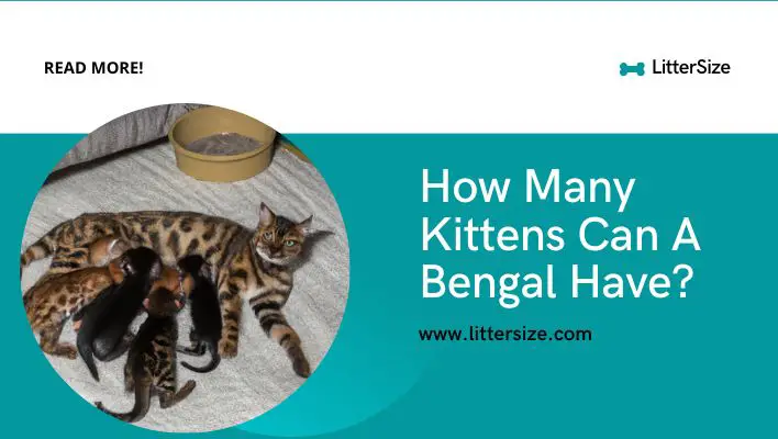 How Many Kittens Can A Bengal Have?