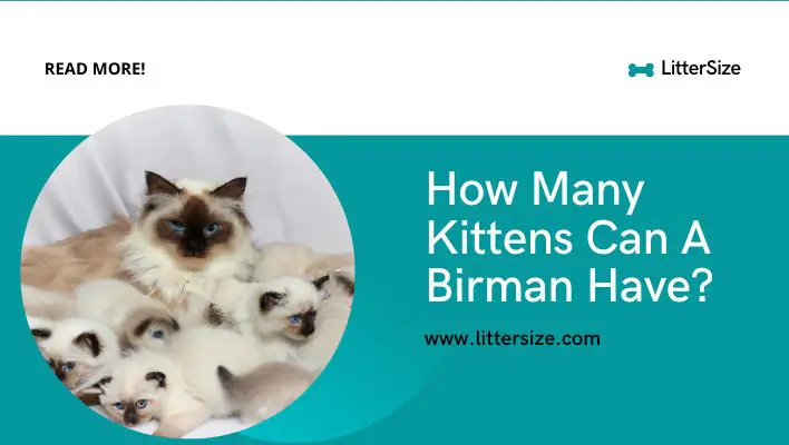 How Many Kittens Can A Birman Have?