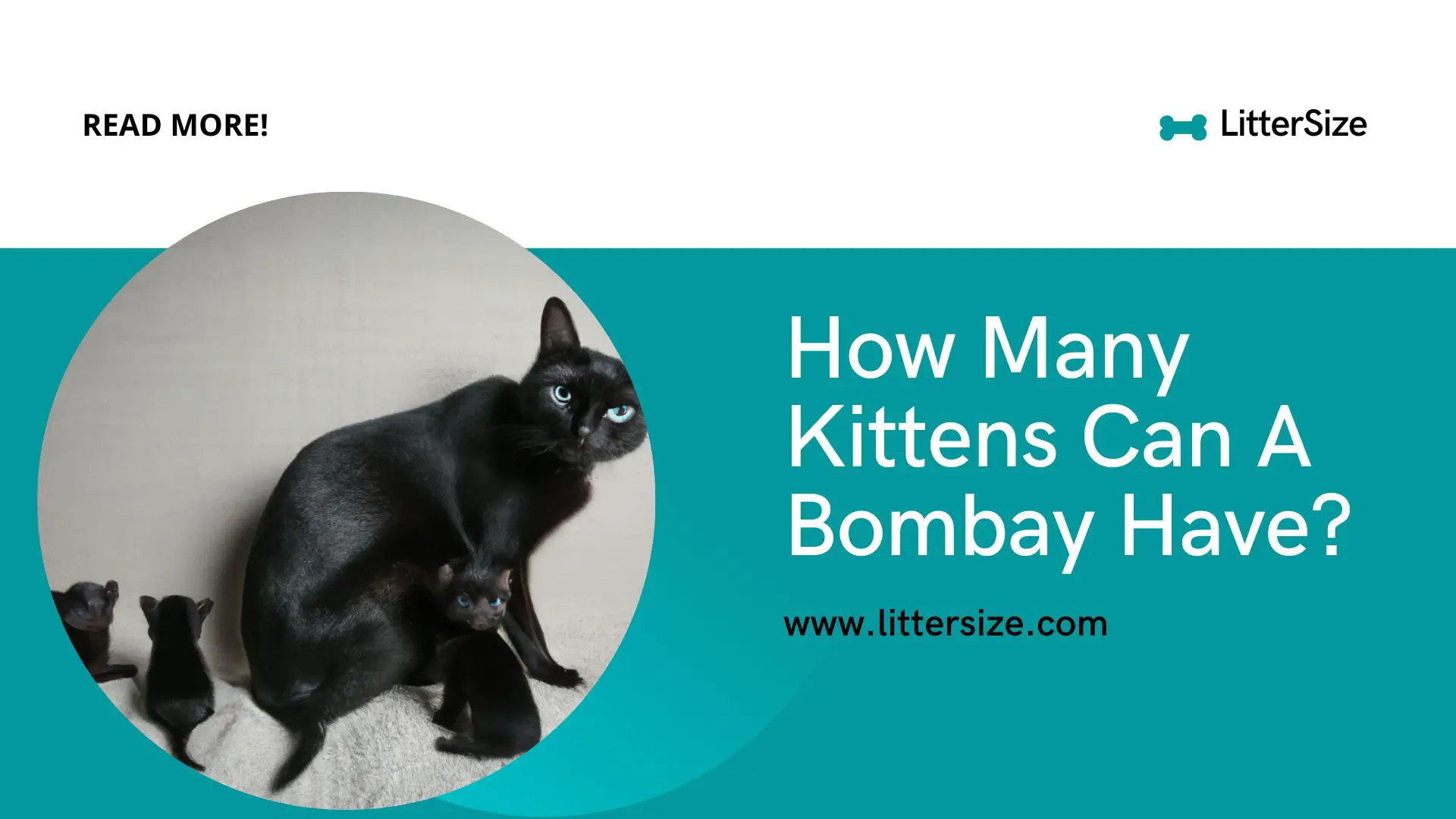 How Many Kittens Can A Bombay Have?