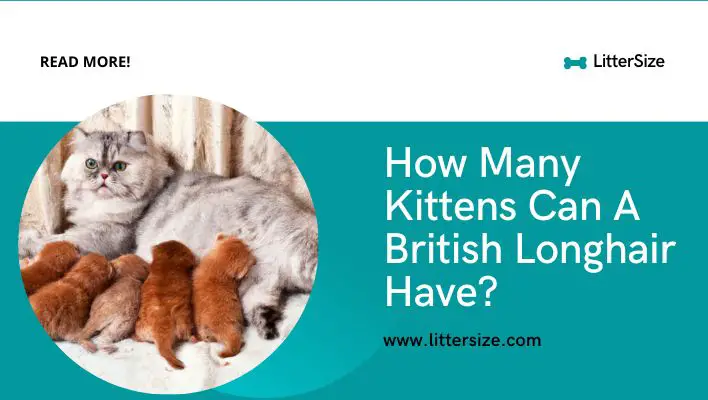 How Many Kittens Can A British Longhair Have?