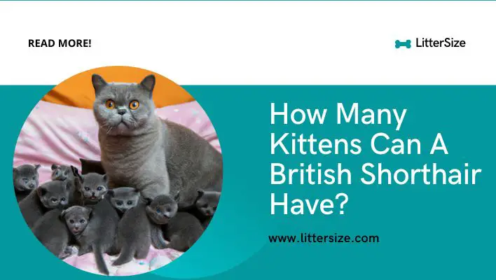 How Many Kittens Can A British Shorthair Have?