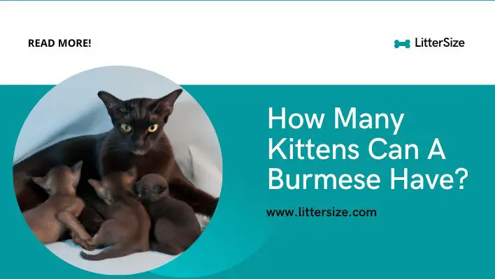 How Many Kittens Can A Burmese Have?