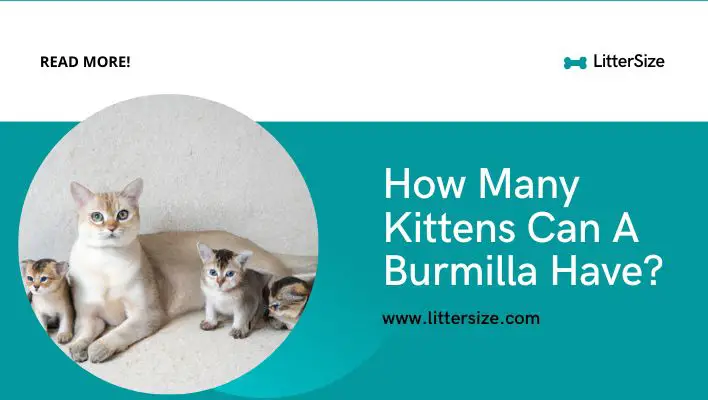 How Many Kittens Can A Burmilla Have?