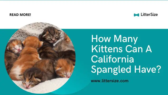 How Many Kittens Can A California Spangled Have?