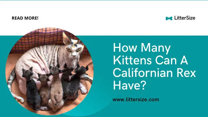How Many Kittens Can A Californian Rex Have?