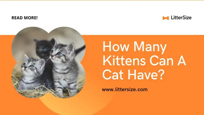 How Many Kittens Can A Cat Have?