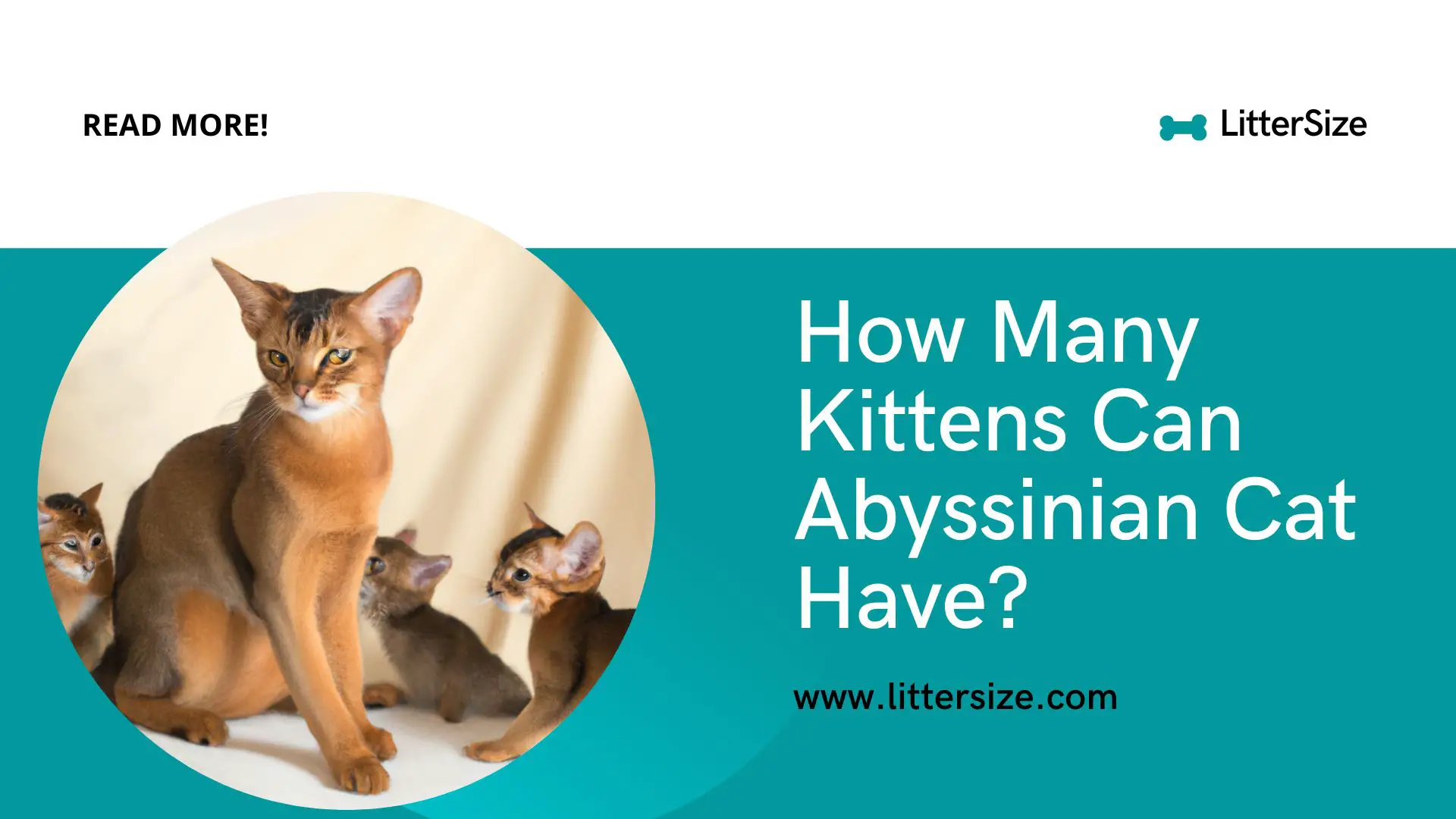 How Many Kittens Can Abyssinian Cat Have?