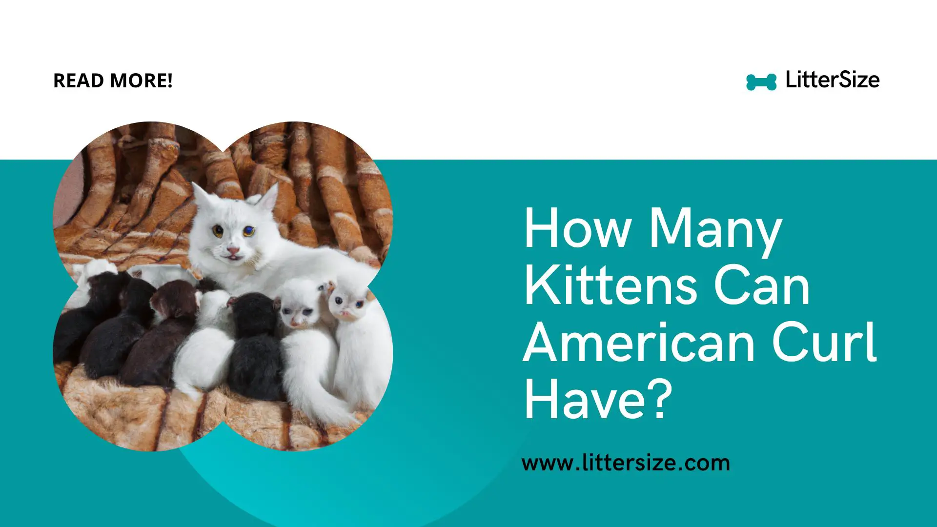 How Many Kittens Can  American Curl Have?