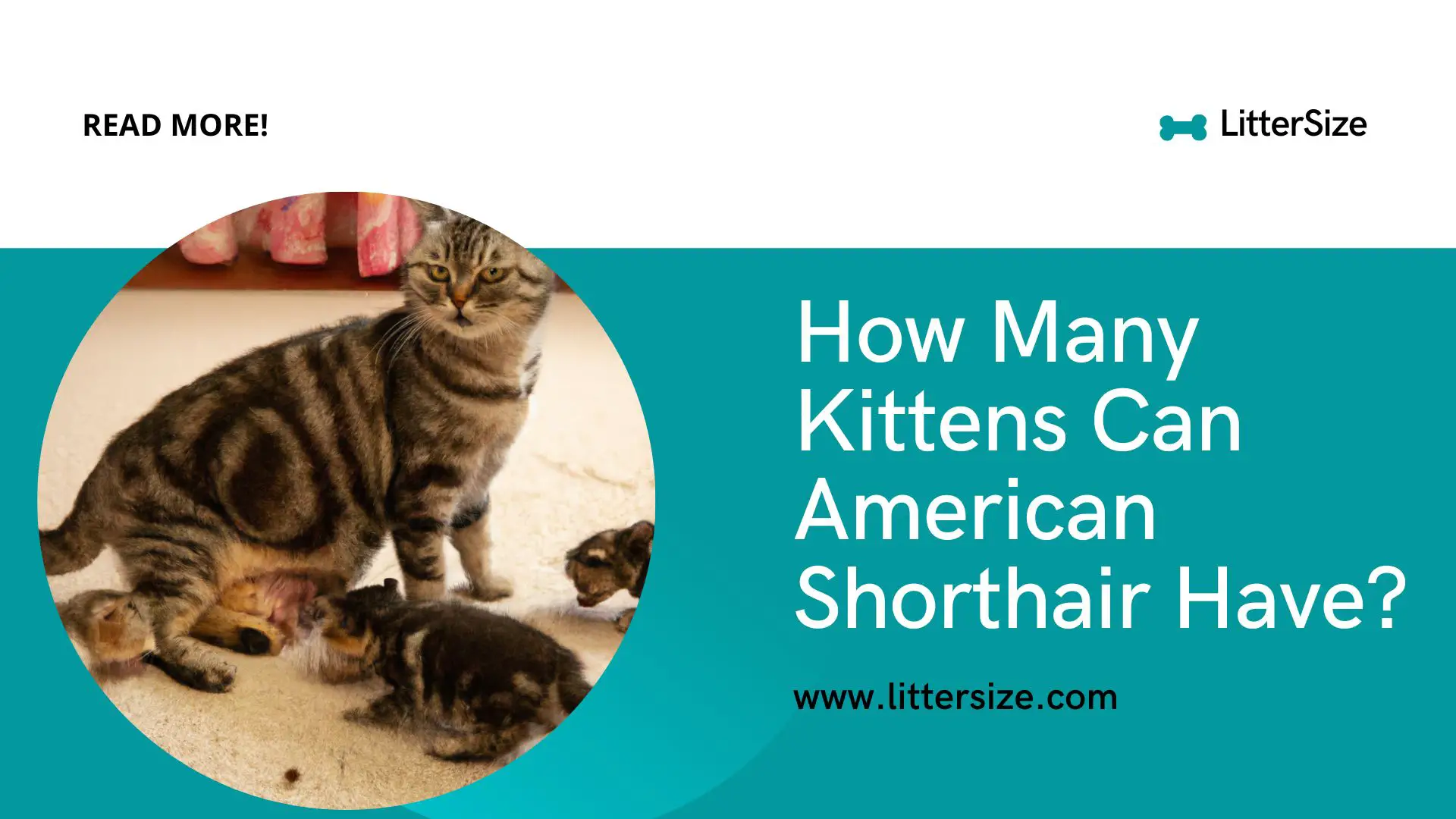 How Many Kittens Can American Shorthair Have?