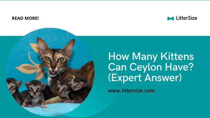 How Many Kittens Can Ceylon Have? (Expert Answer)