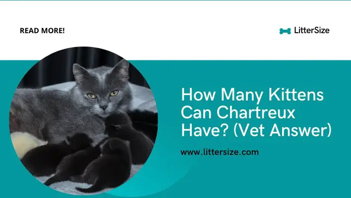 How Many Kittens Can Chartreux Have? (Vet Answer)