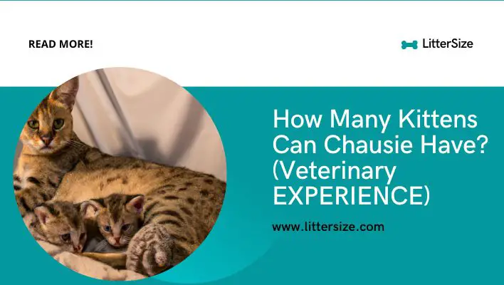 How Many Kittens Can Chausie Have? (Veterinary EXPERIENCE)