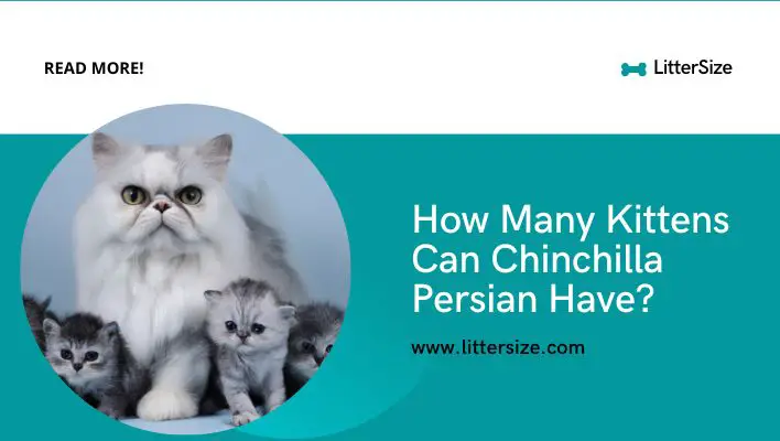 How Many Kittens Can Chinchilla Persian Have?