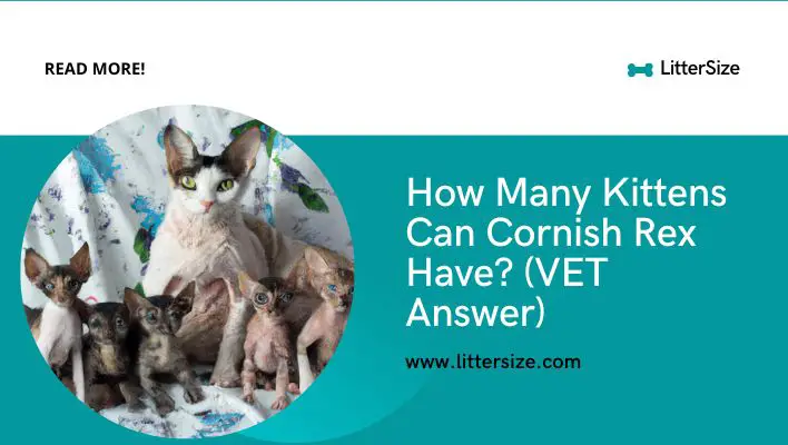 How Many Kittens Can Cornish Rex Have? (VET Answer)