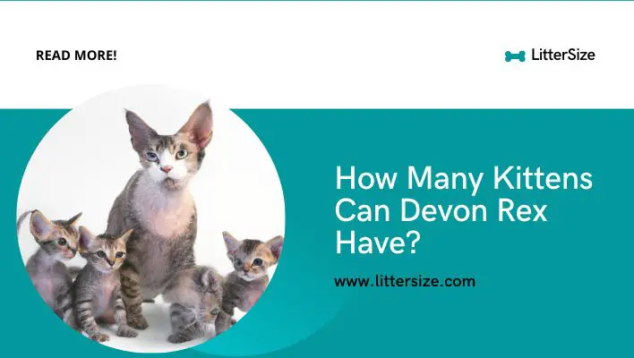 How Many Kittens Can Devon Rex Have?