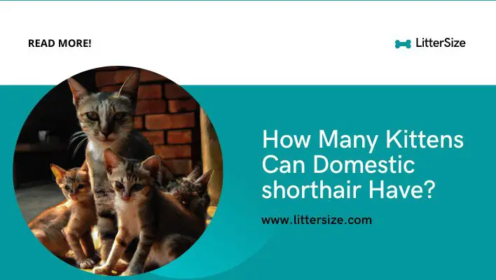 How Many Kittens Can Domestic shorthair Have?