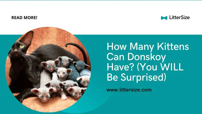 How Many Kittens Can Donskoy Have? (You WILL Be Surprised)