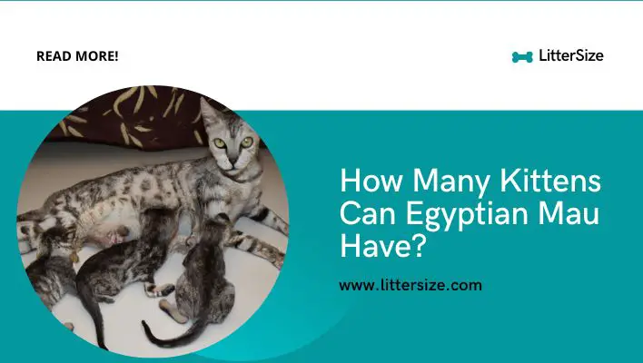 How Many Kittens Can Egyptian Mau Have?