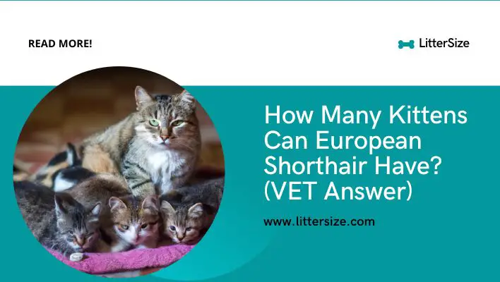 How Many Kittens Can European Shorthair Have? (VET Answer)