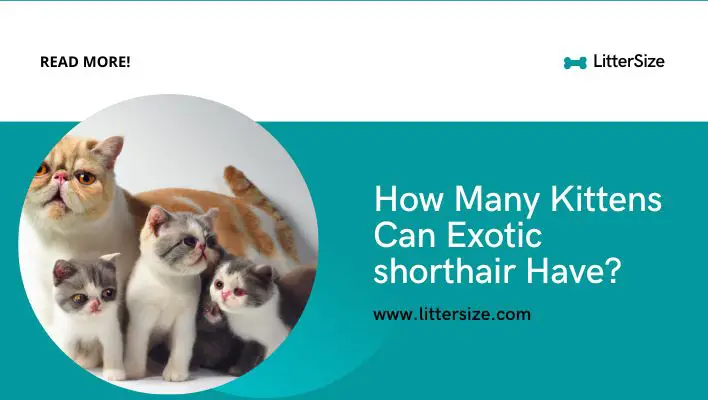 How Many Kittens Can Exotic shorthair Have?