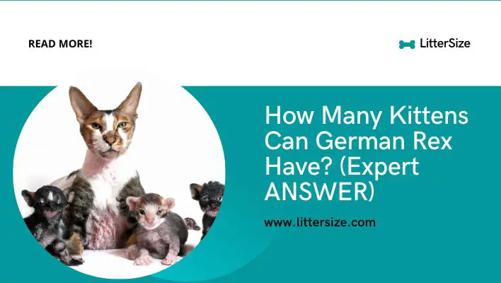 How Many Kittens Can German Rex Have? (Expert ANSWER)