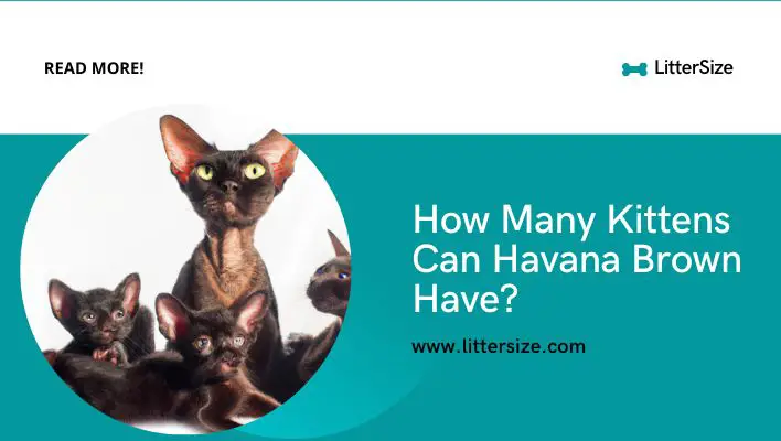 How Many Kittens Can Havana Brown Have?