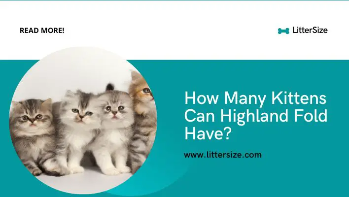 How Many Kittens Can Highland Fold Have?