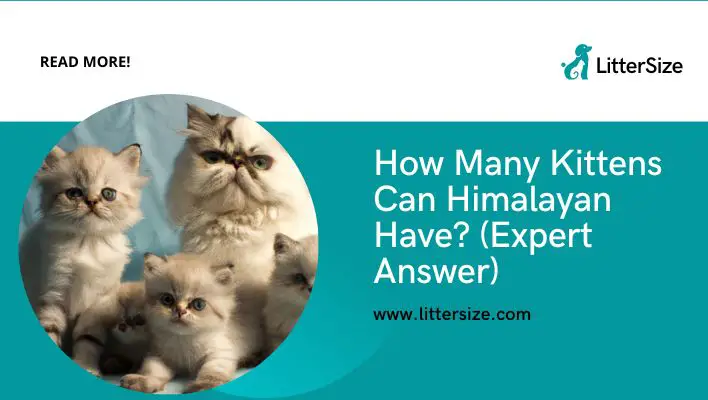 How Many Kittens Can Himalayan Have? (Expert Answer)