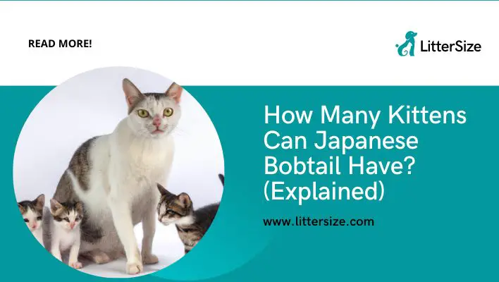 How Many Kittens Can Japanese Bobtail Have? (Explained)