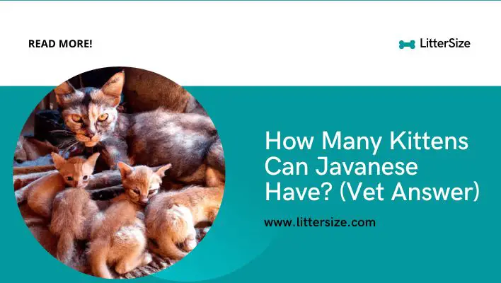 How Many Kittens Can Javanese Have? (Vet Answer)