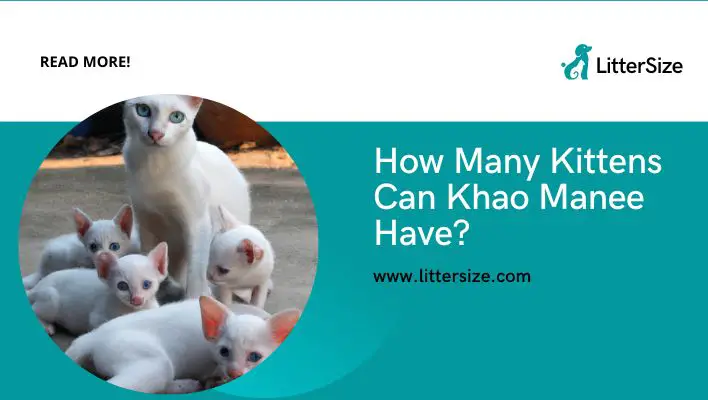 How Many Kittens Can Khao Manee Have?