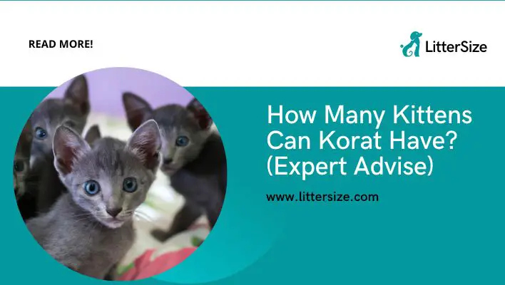 How Many Kittens Can Korat Have? (Expert Advise)