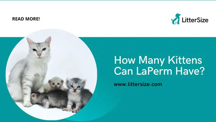 How Many Kittens Can LaPerm Have?