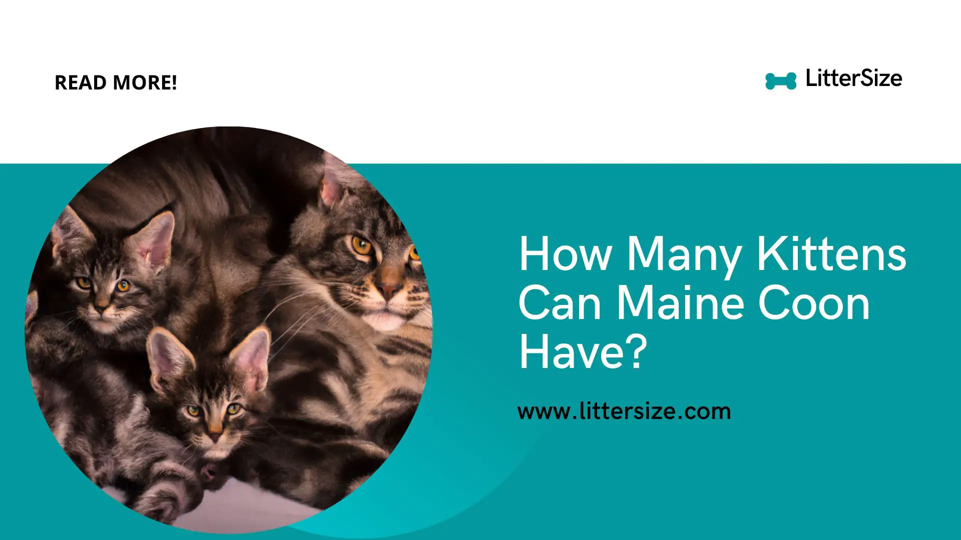 How Many Kittens Can Maine Coon Have?