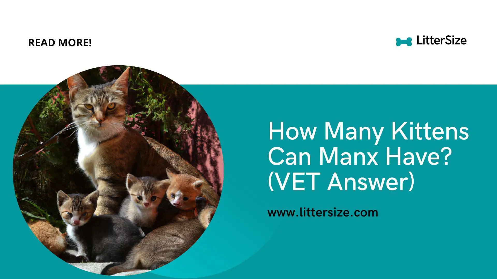 How Many Kittens Can Manx Have? (VET Answer)