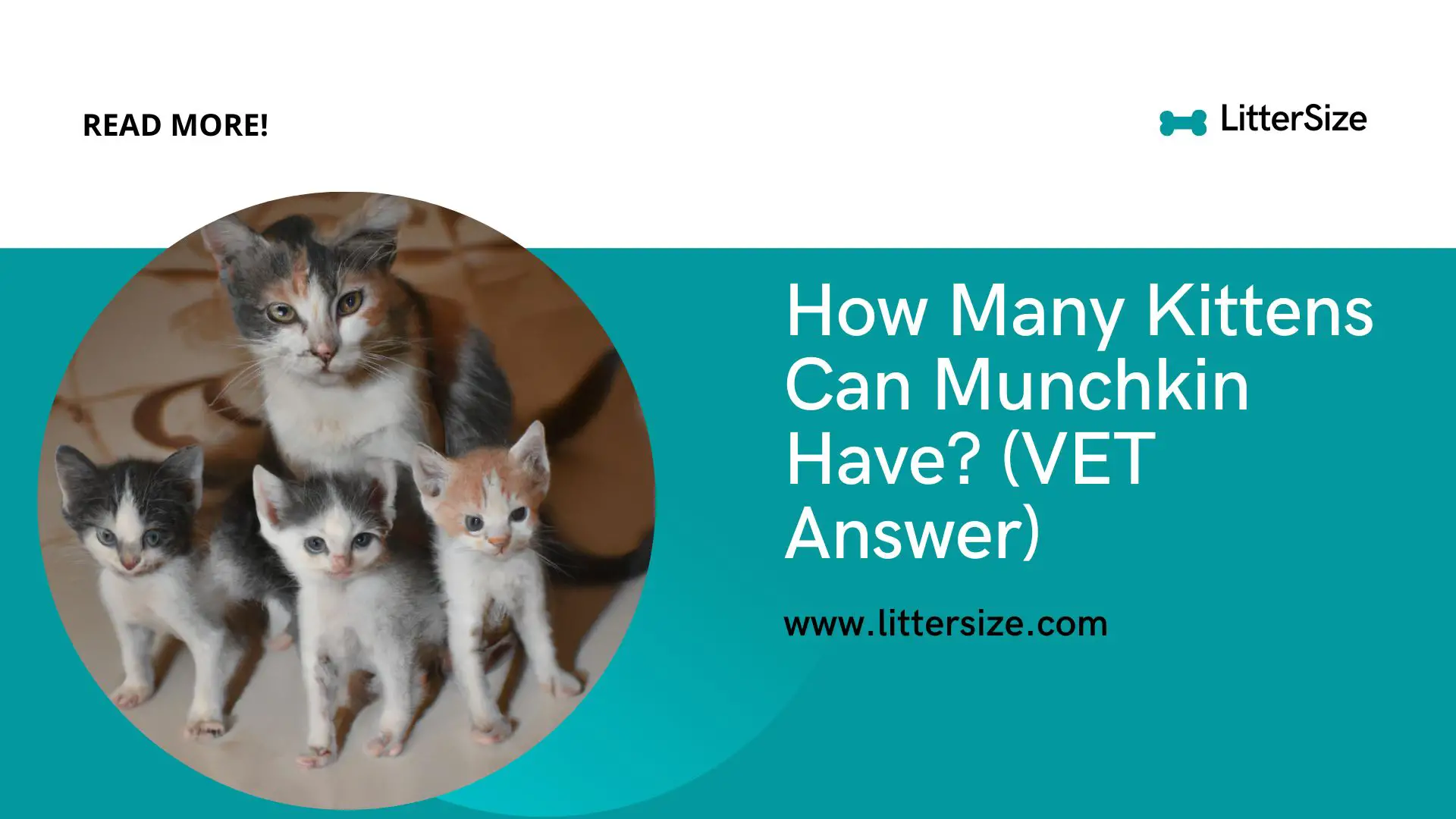 How Many Kittens Can Munchkin Have? (VET Answer)