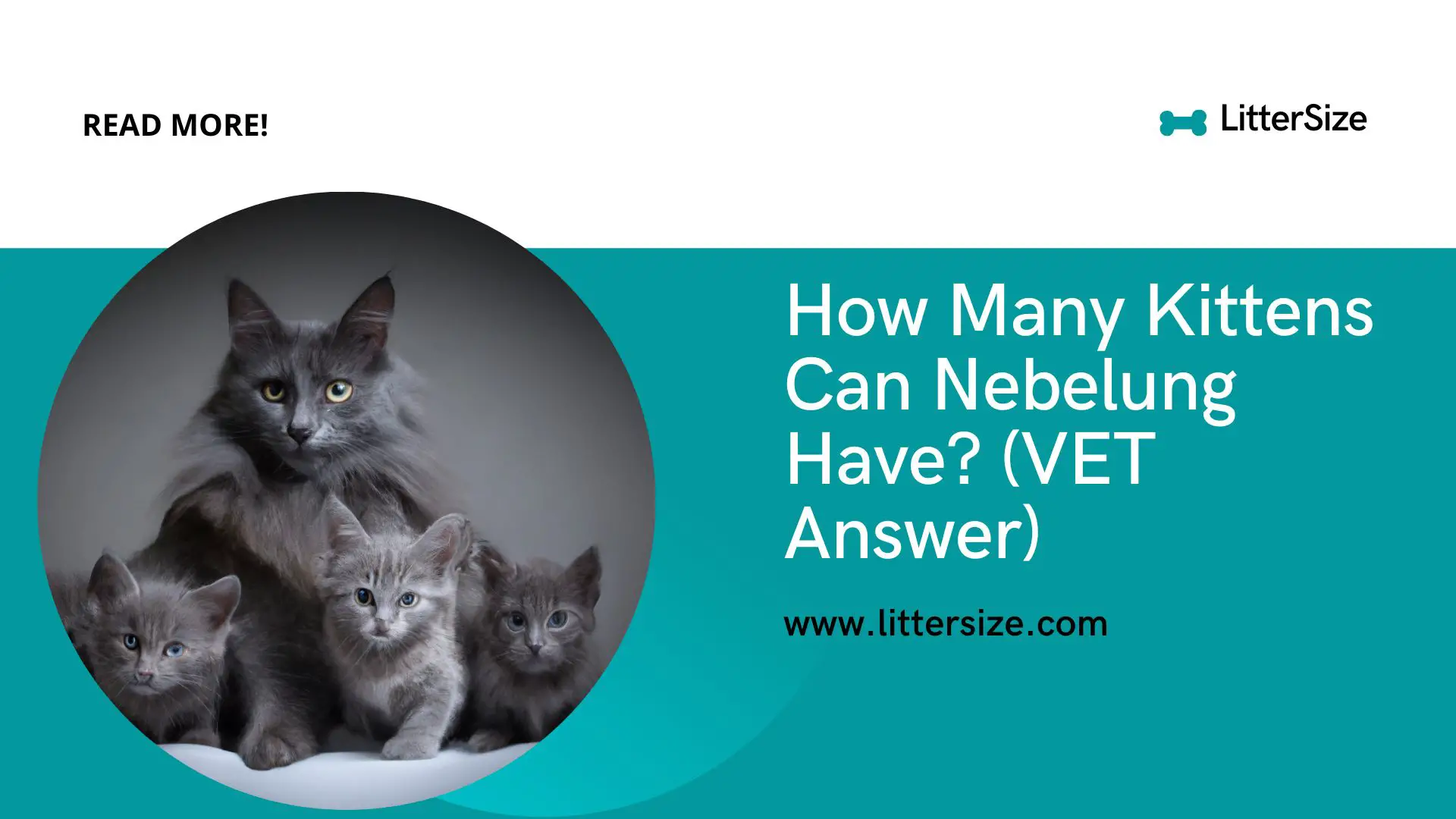 How Many Kittens Can Nebelung Have? (VET Answer)
