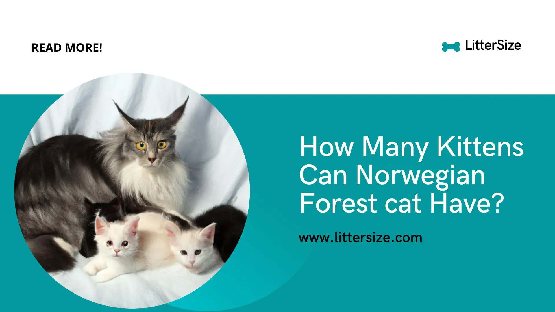How Many Kittens Can Norwegian Forest cat Have?