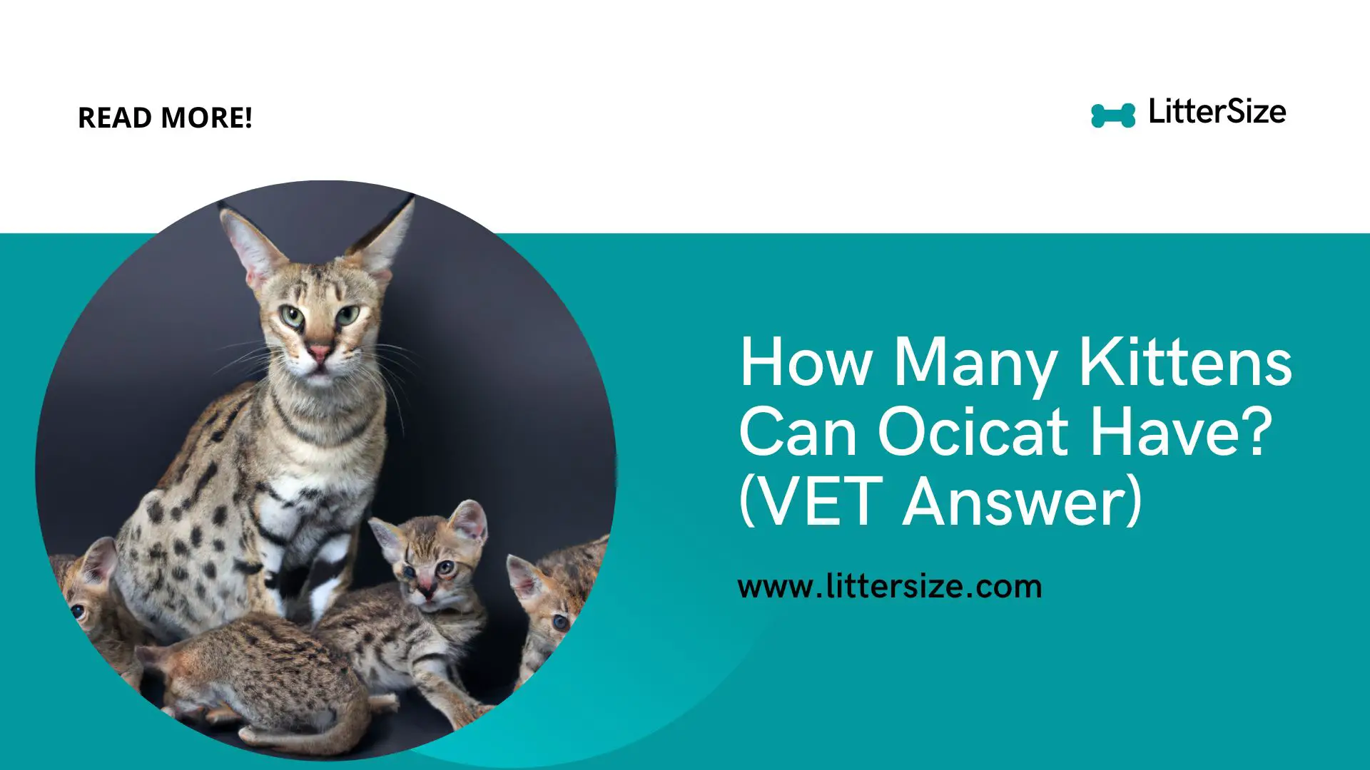 How Many Kittens Can Ocicat Have? (VET Answer)