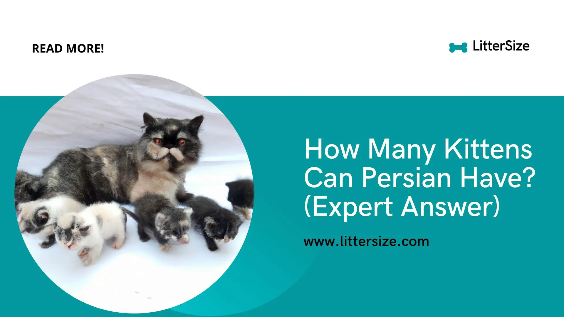 How Many Kittens Can Persian Have? (Expert Answer)