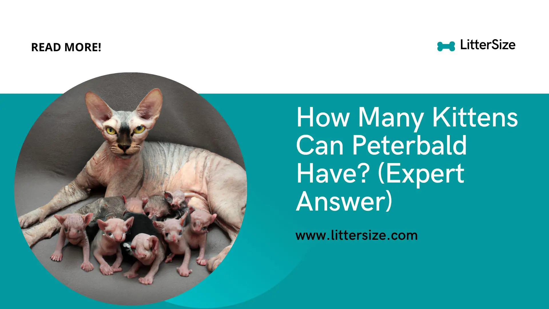 How Many Kittens Can Peterbald Have? (Expert Answer)
