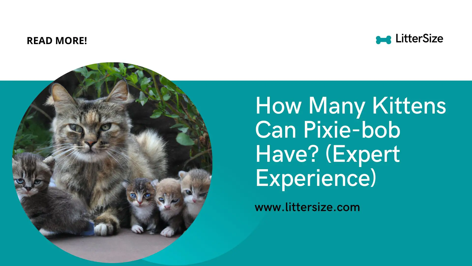 How Many Kittens Can Pixie-bob Have? (Expert Experience)