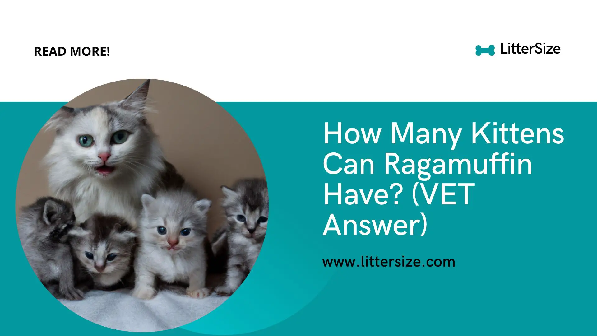 How Many Kittens Can Ragamuffin Have? (VET Answer)