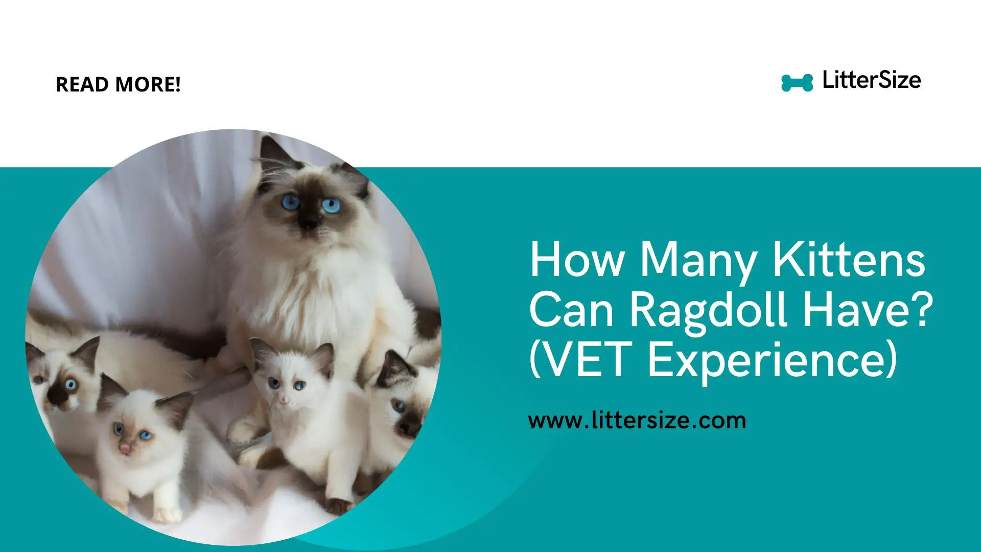 How Many Kittens Can Ragdoll Have? (VET Experience)
