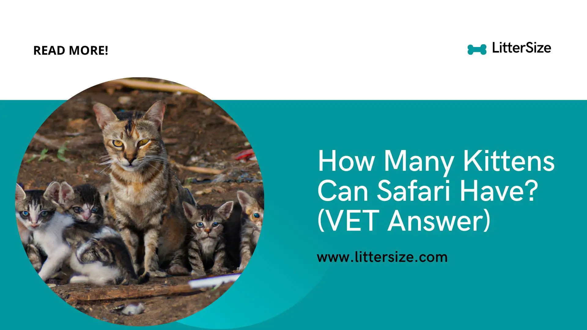 How Many Kittens Can Safari Have? (VET Answer)