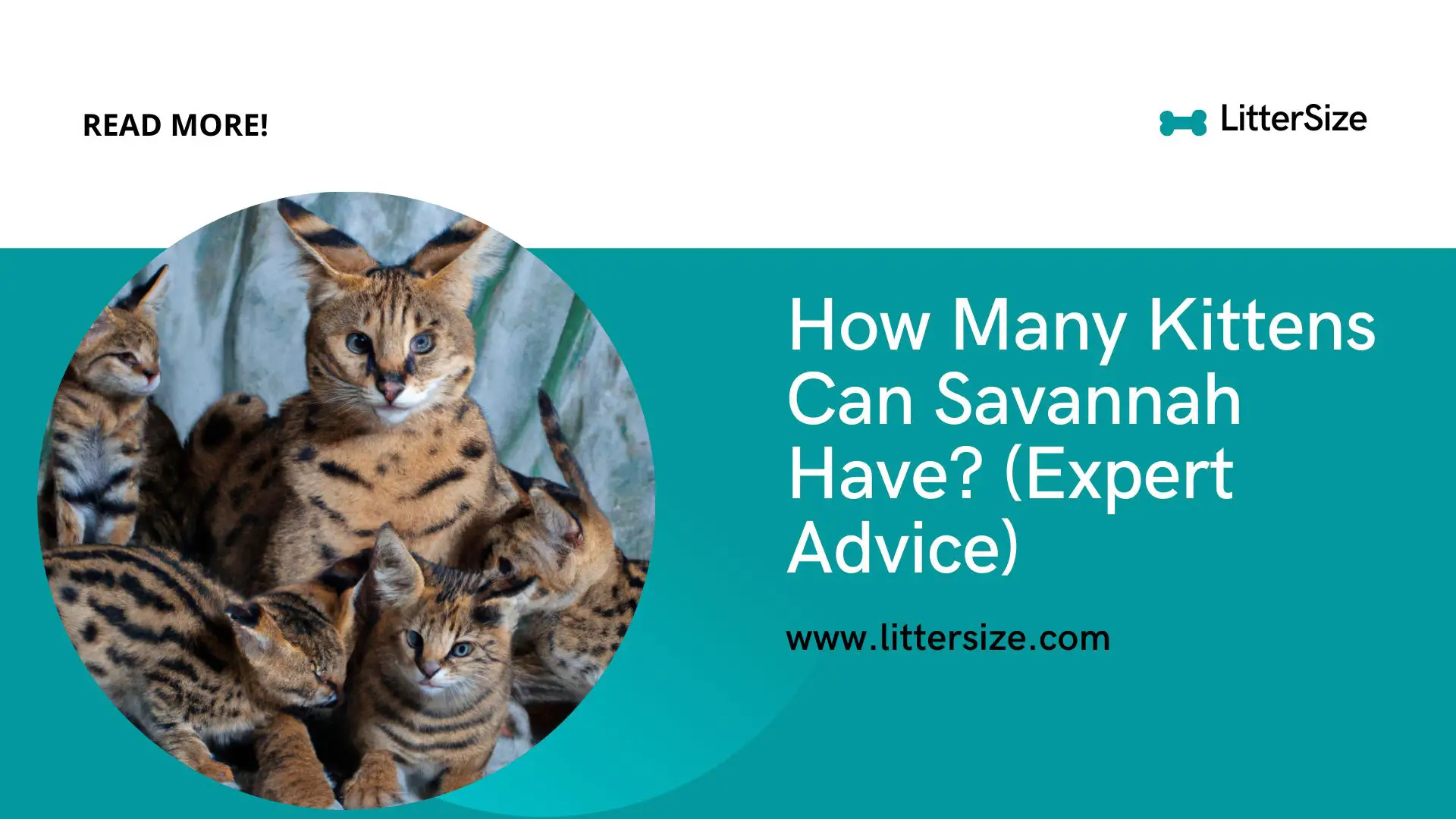 How Many Kittens Can Savannah Have? (Expert Advice)